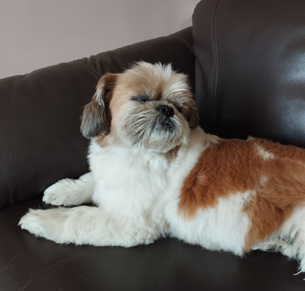 Um shih tzu deitado com pescoço de pé e virado pra ver lá atrás, mas está de olhos fechados caindo de sono