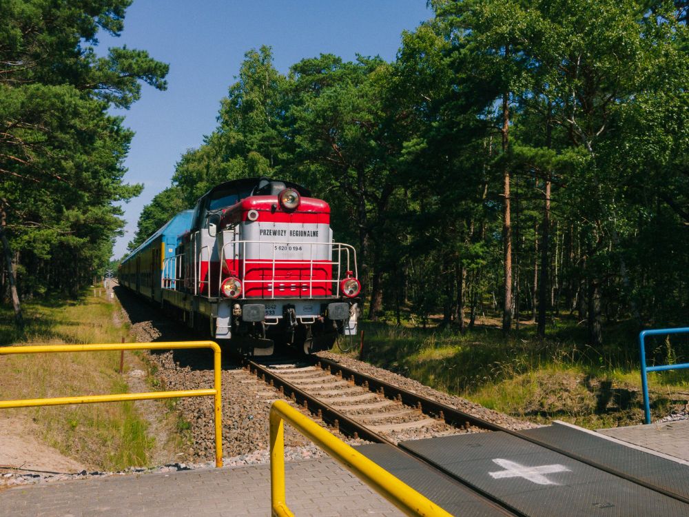 Zug mit Diesellok zwischen Kiefern