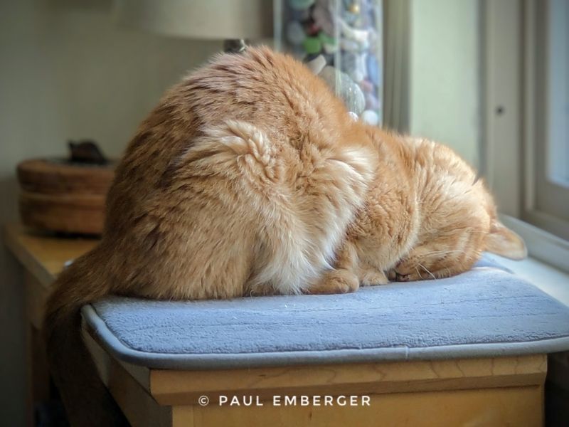 Orange cat sleeping on face 