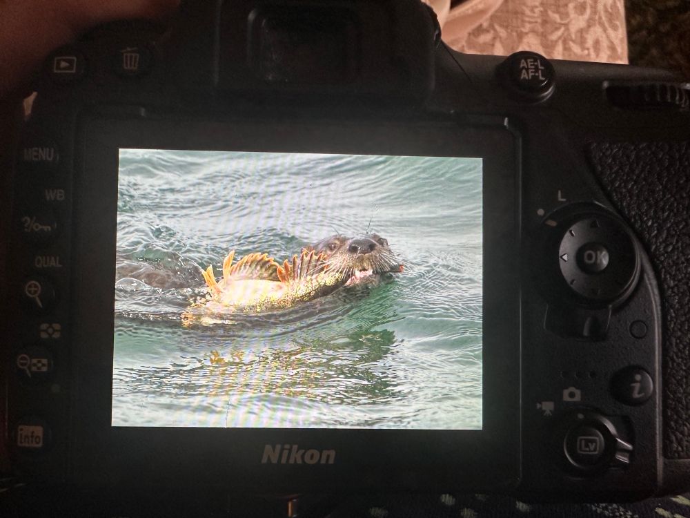 camera screen showing ariver otter (in the sea) with a large fish with big fanlike orange-tipped fins with brown and white striping