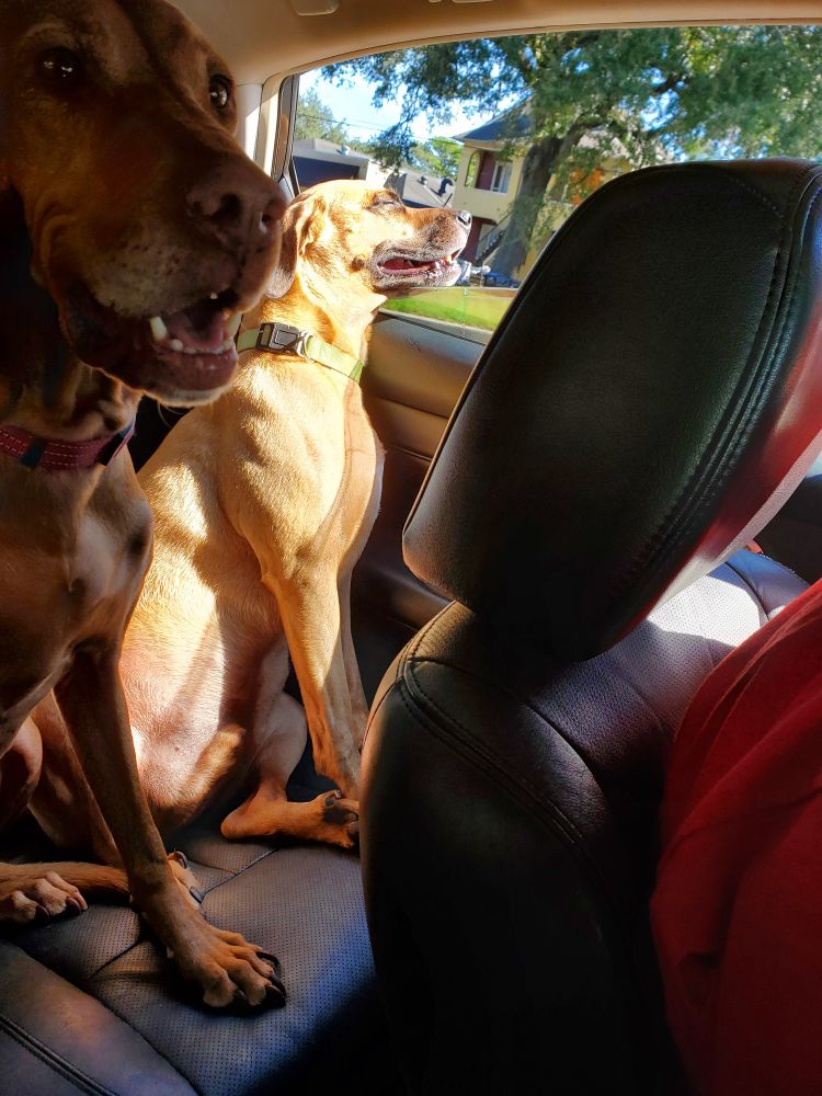 A happy viszla and happy black mouth cur in a car back seat