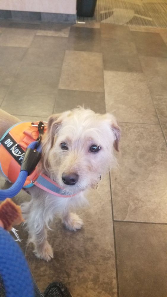 A scared terrier/lab mix in a training harness at the vet waiting room