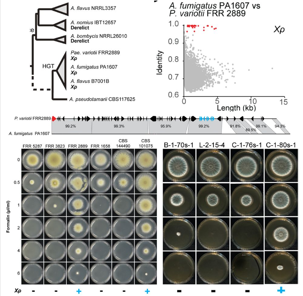 Summary slide showing how the giant transposon "Chrysaor" (Centre) confers resistance to high concentrations of formalin in both Paecilomyces variotii (bottom right) and Aspergillus fumigatus (Bottom left). Phylogenies (Top left) and whole genome comparisons (Top right) indicate that Chrysaor has been horizontally transferred between these species. 
