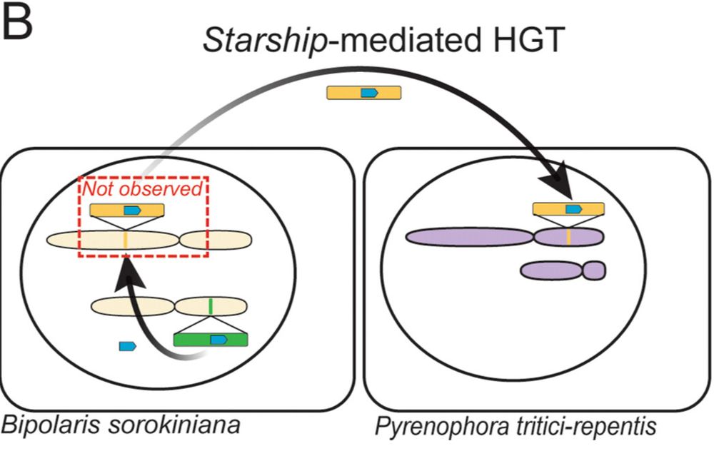 Model of Starship mediated transfer of the ToxA gene, that is present on a separate mobile element named ToxhAT. Blue: ToxhAT; Green: Starship Horizon; Yellow: Starship Sanctuary.