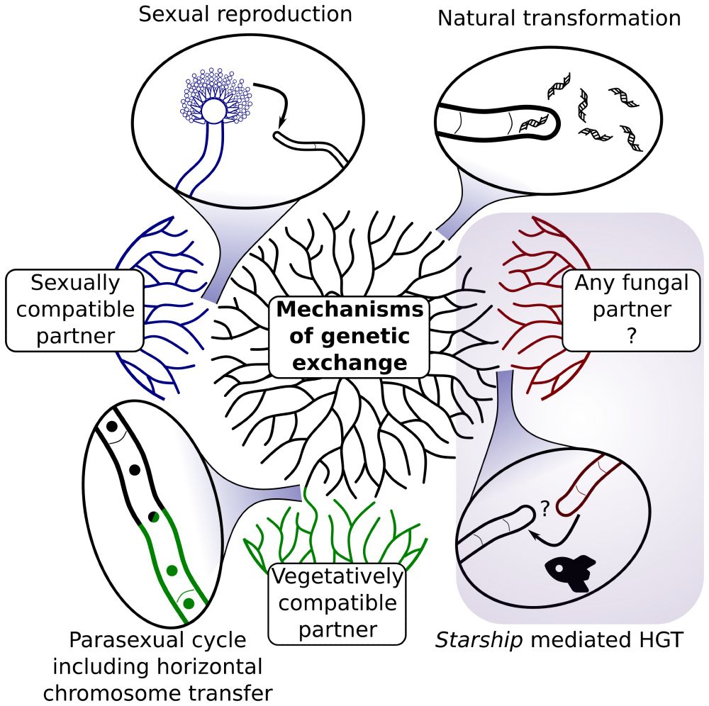 Illustration depicting the ways in which fungi can exchange genetic material with each other. Starship mediated HGT is confirmed experimentally in this preprint.
