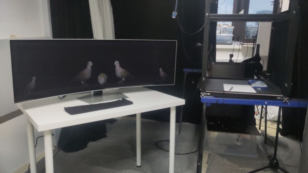 Photo showing the dove lab, currently in disarray as we prepare our next experiment. A very large computer screen shows 5 birds who are arranged to induce a visual illusion which should alter the size perception of the central bird. 