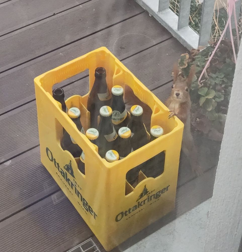 A red squirrel regularly visits our balcony in Vienna, Austria. In the photo, the squirrel is standing with one paw on a crate of Ottakringer beer, looking directly at the camera.