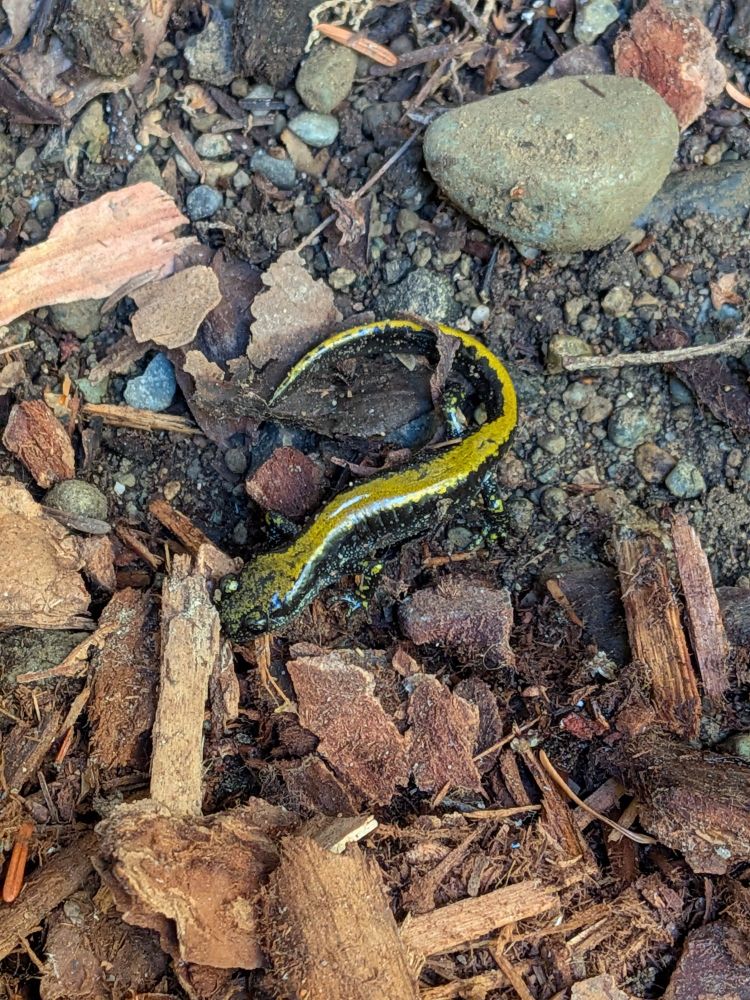Just the cutest lil day-glow yellow backed long-toed salamander in some bark and rocks and stuff. 