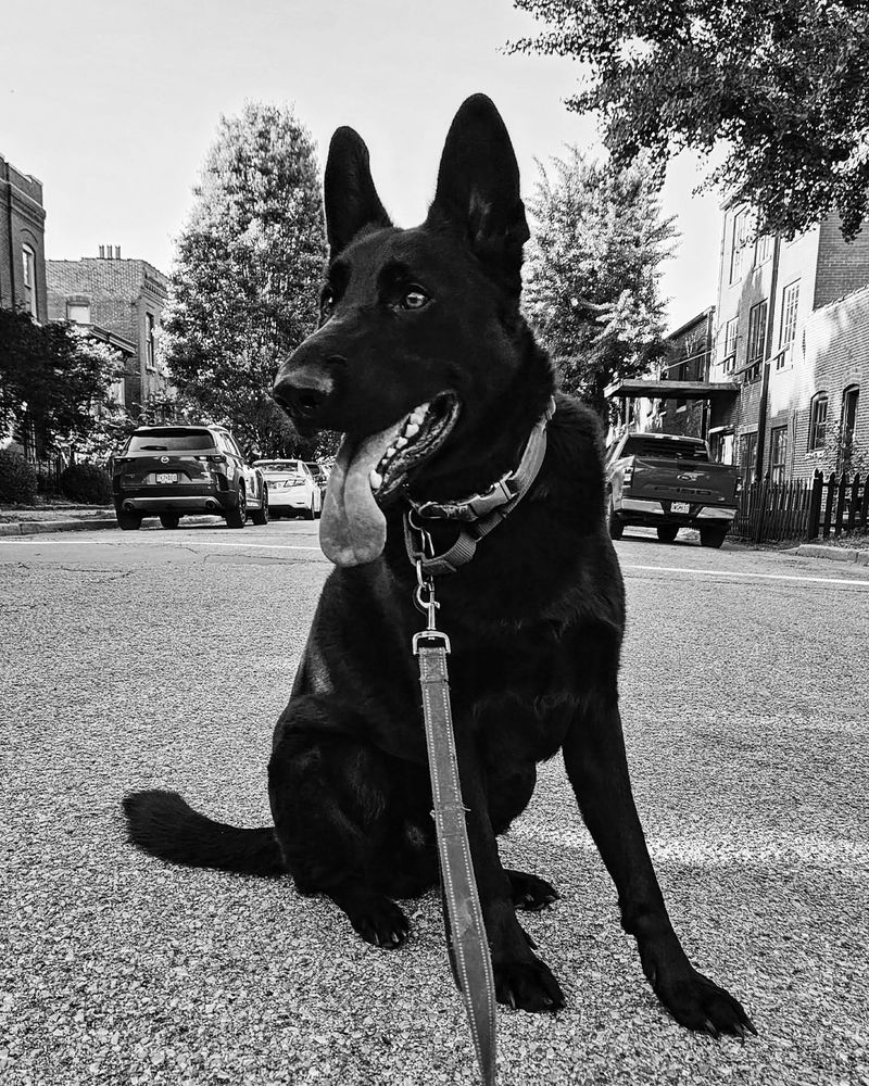A black and white photo of a black German shepherd smiling while sitting in the middle of the street.