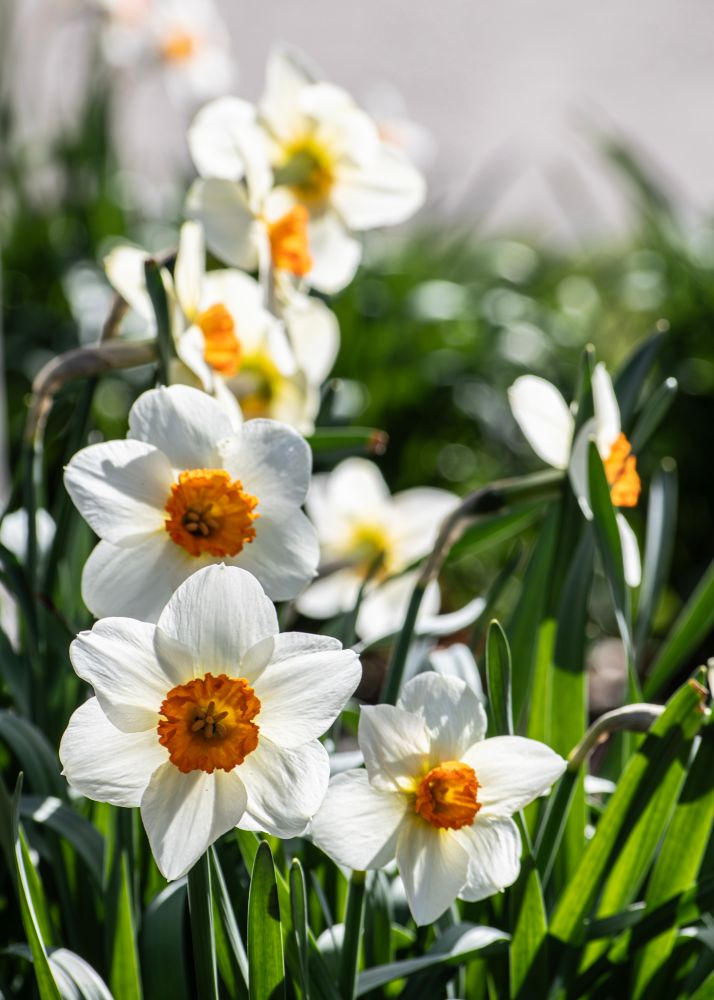 White Lilies of spring lined up and pointing their lovely faces up at the sun. 