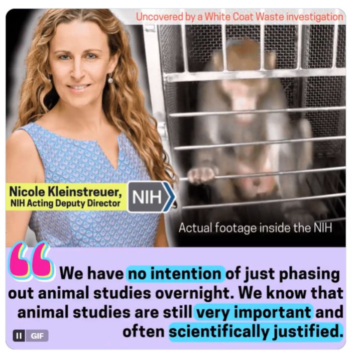 Screen grab of tweet from animal rights group juxtaposing Nicole Kleinstreuer with footage of caged macaque showing stereotypy. She is quoted: "We have no intention of just phasing out animal studies overnight. We know that animal studies are still very important and often scientifically justified."