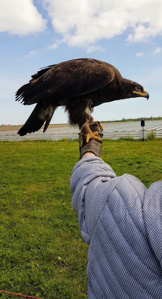 A sideview of an eagle perched on a human arm protected by a glove. The bird looks big, with great yellow talons and a yellow beak. It appears to be looking at something in the distance. Photo taken at an animal shelter in Texel, Netherlands.