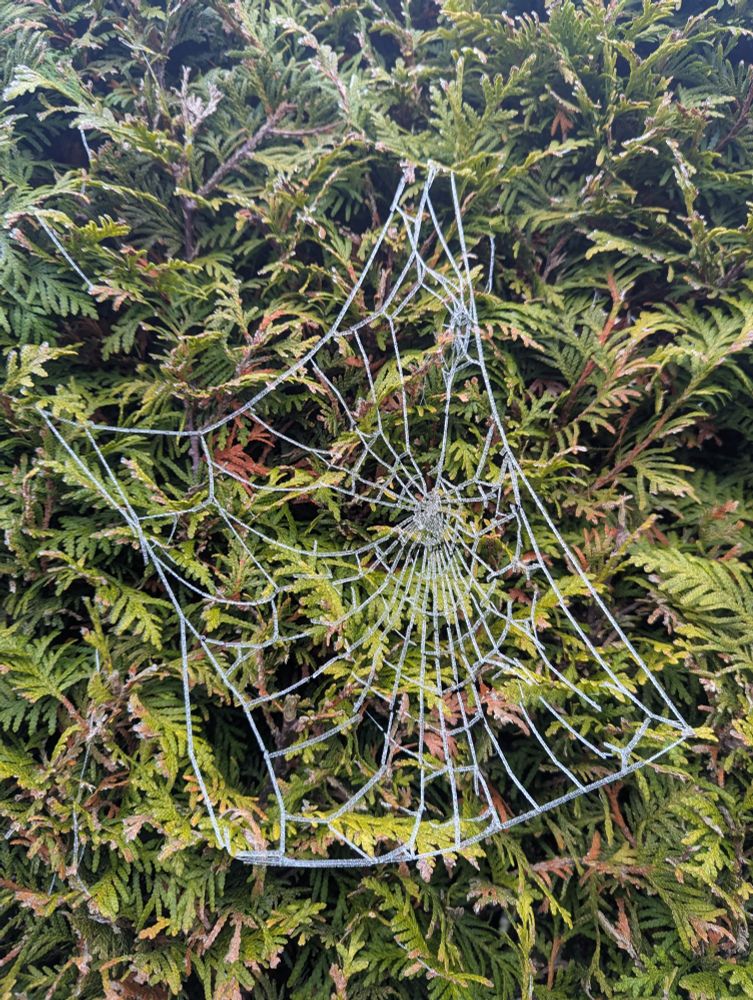 The shape of a spider web made from icicles in front of an evergreen