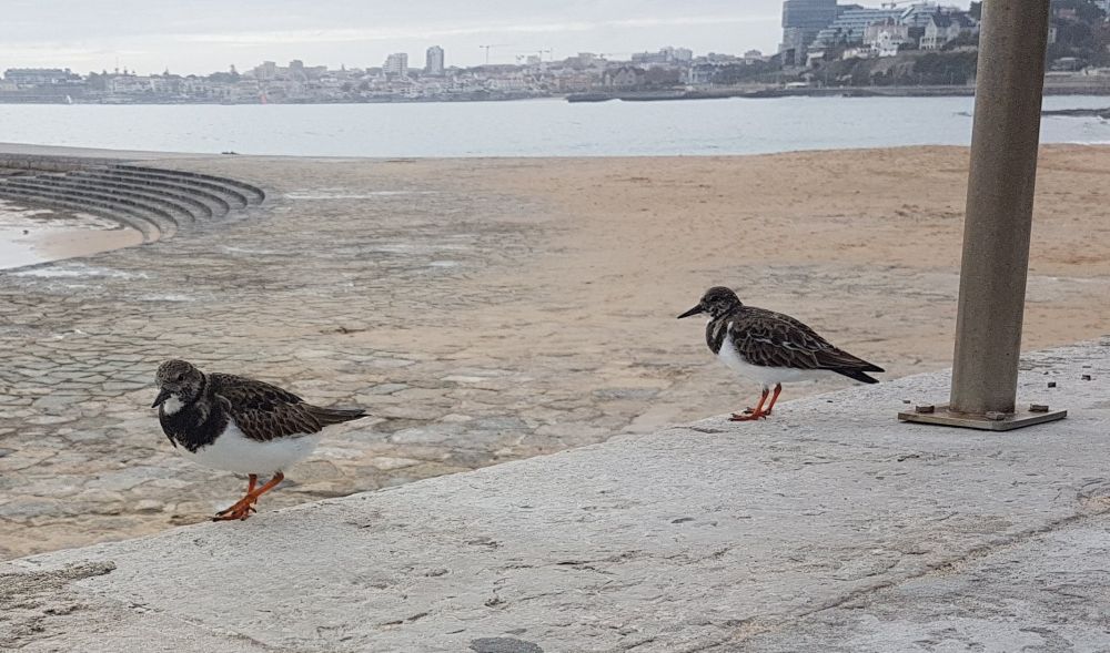 Two small birds walking on the pavement, possibly ruddy turnstones. They have a very clean white underside and dark topside with red legs and feet. In the background you can see the beach. Photo taken in Cascais, Portugal.