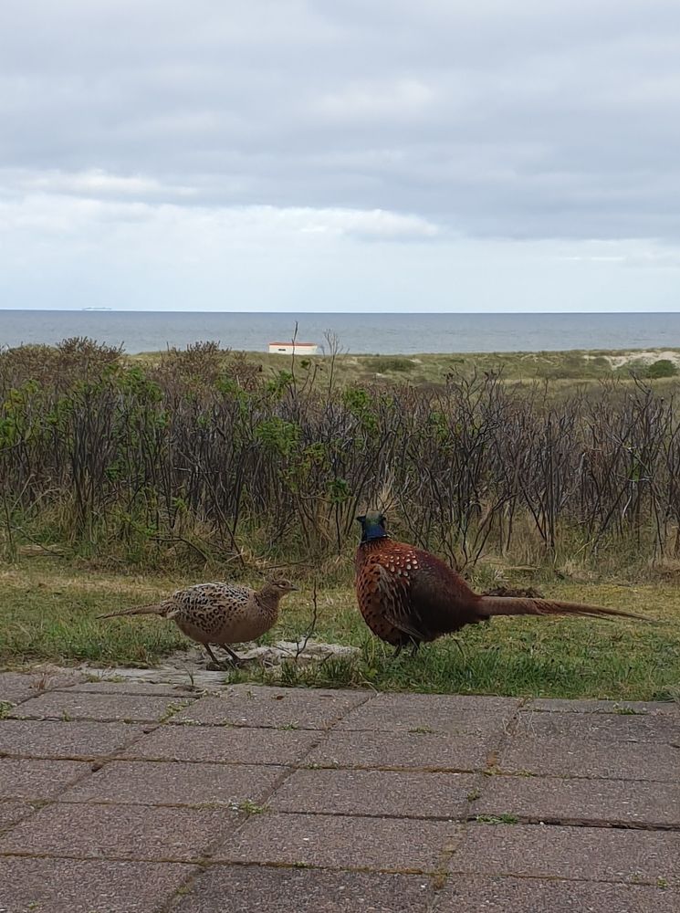 Two pheasants sitting in the grass. The male on the right is a bit more colorful and taller compared to the female on the left. In the distance you can see a cloudy sky above the sea. Photo taken on the island of Texel, Netherlands.