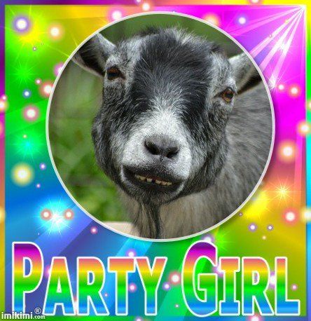 A picture of a goat with its teeth partially visible, making it appear as if it's smiling in a slightly pained way. It's surrounded by a pre-made photo border that is entirely rainbow, and in rainbow text under the photo it says 'party girl'