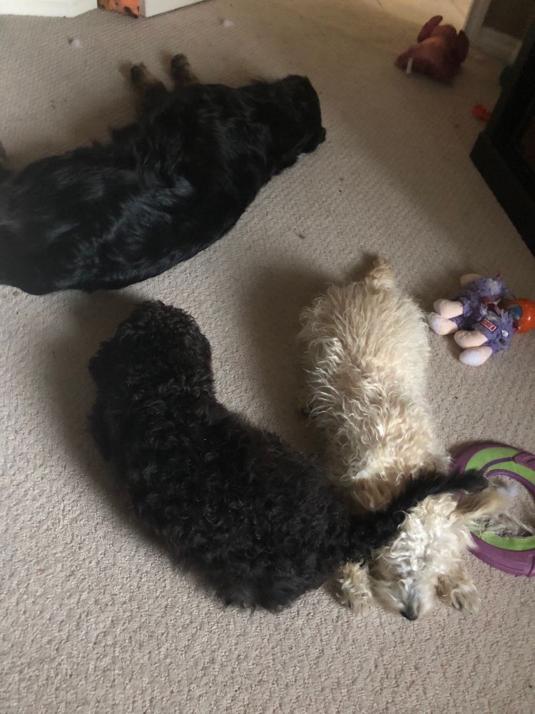 They normally all sleep touching