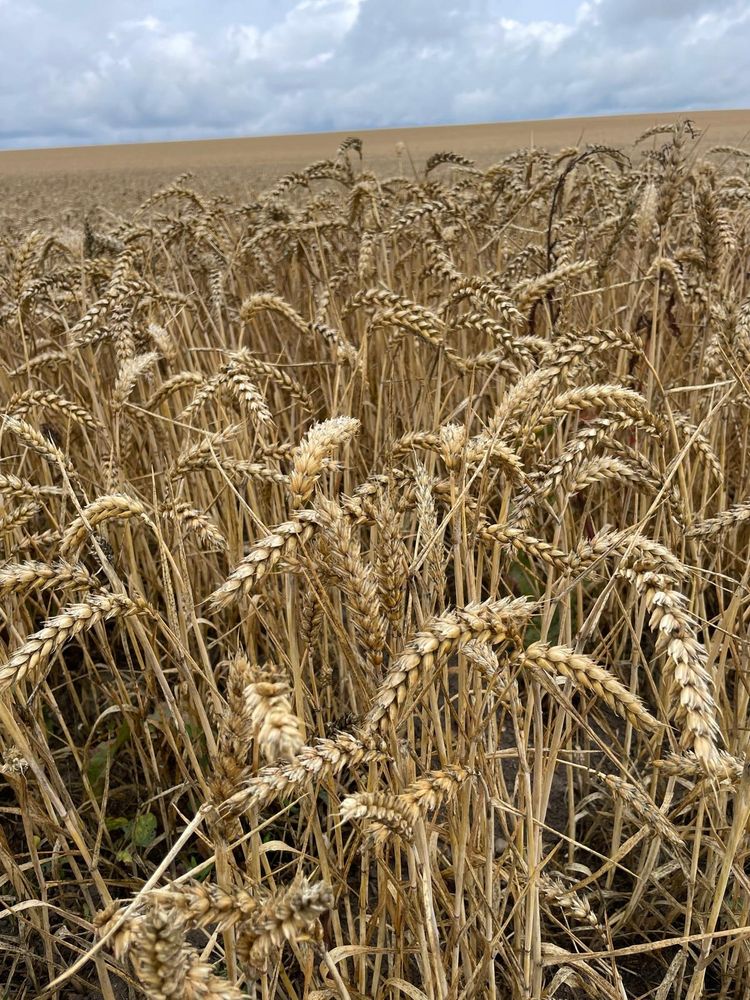 A field of wheat.