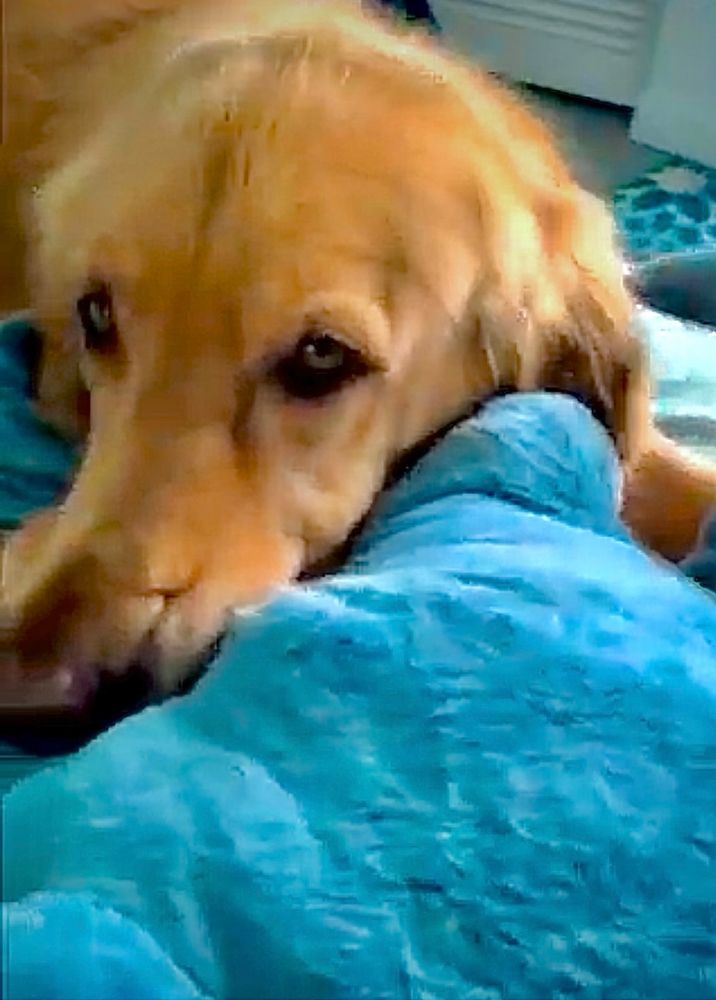 Guac lays on the floor using Blåhaj as a pillow as he looks into the camera