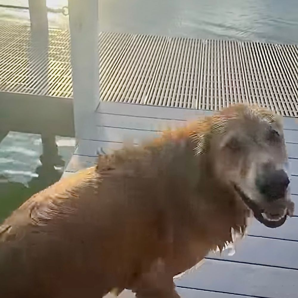Guac smiles at GR Mom as he spins his way down the dock. 