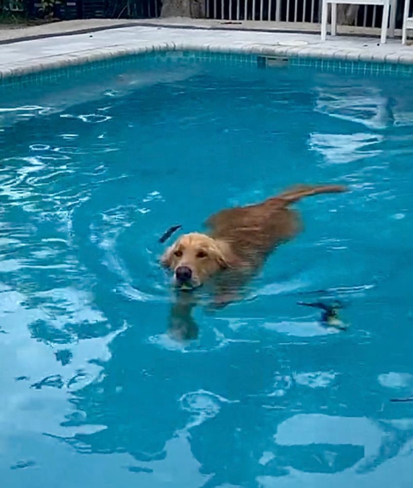 Guac swims in a blue pool, water rippling in his wake.