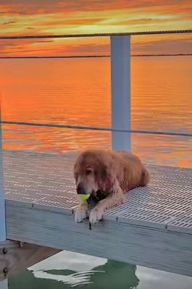 Guac lays on the dock, his front paws on the edge, with BÖL stuck in his mouth. Behind him, a beautiful orange sunset with yellow in the sky. 
