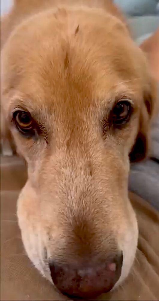 Guac lays his head on GR Dad’s lap looking right into the camera.