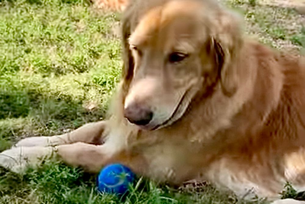 A happy Guac lays in the grass, eyes looking down at blue BÖL with a tiny blep, front paws together in front of him. 