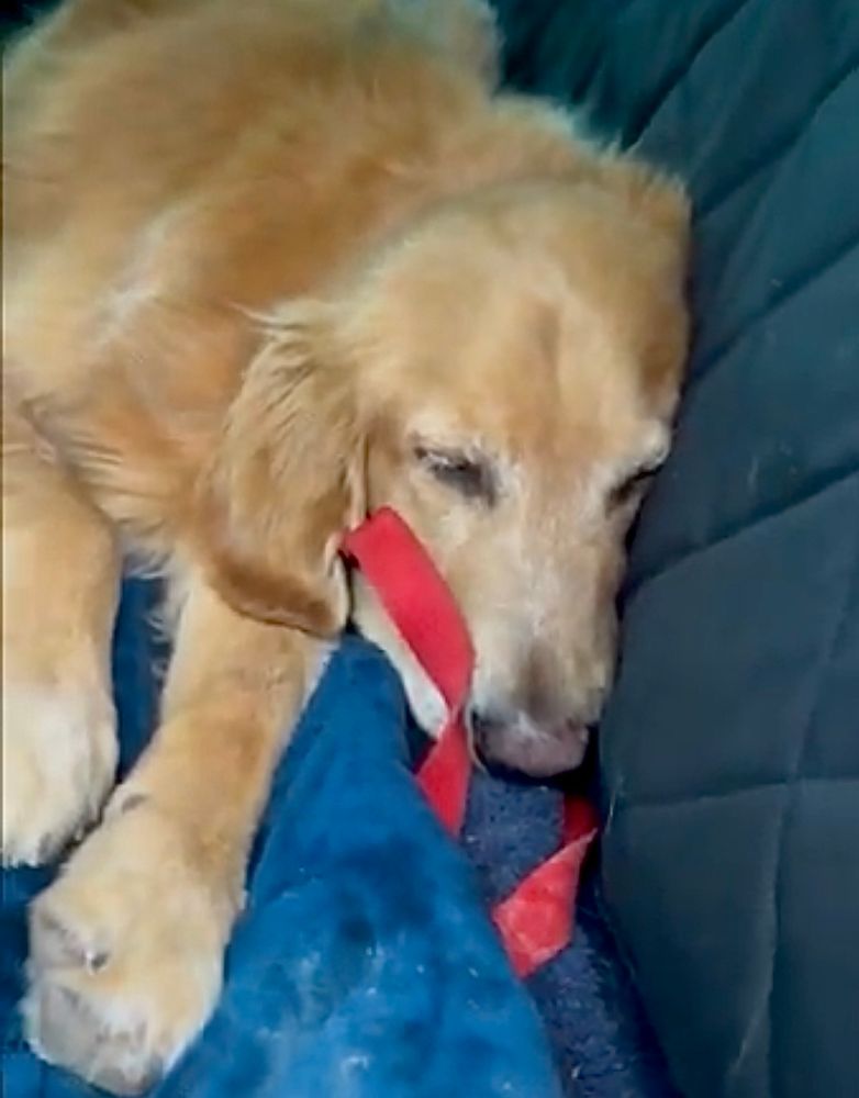 Guac lays on the back seat of the Jeep, paws out stretched, red lead somewhat curled against his face. 