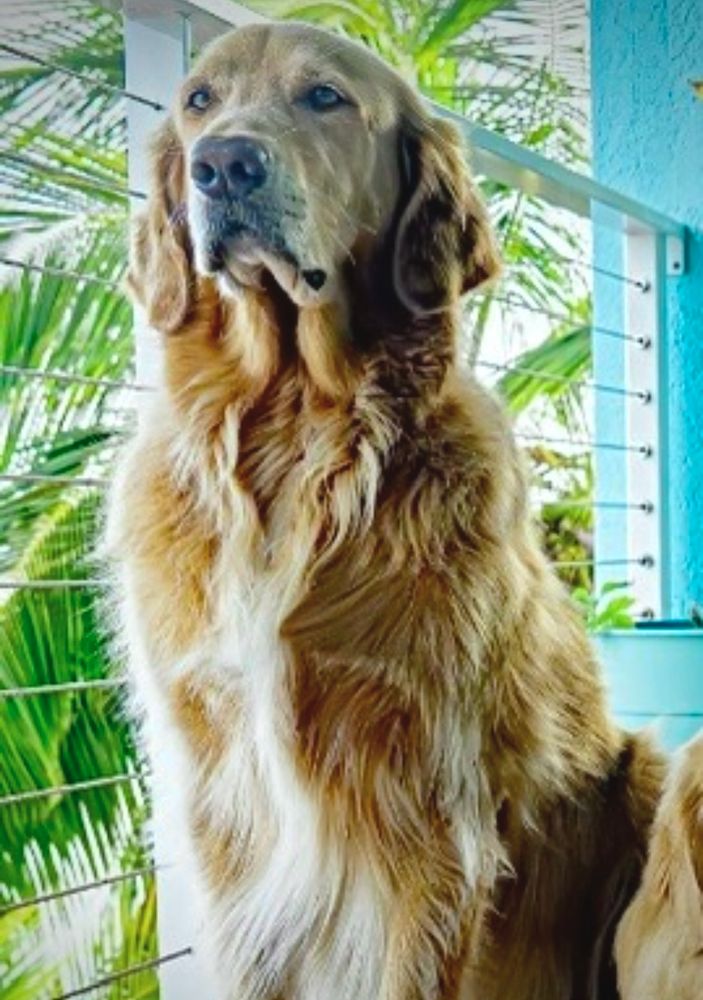Guac sits in the lanai looming regal.