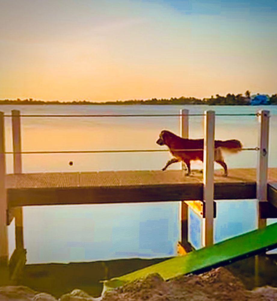 Guac walks across the dock, going after the BÖL bouncing off it, into the water. 