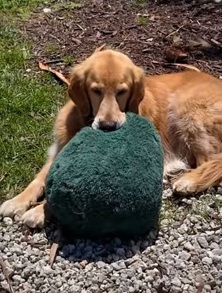 Guac sits on the ground outside, mouth firmly chomped down on his emotional support Avocad. 