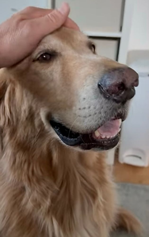 Happy Guac sits smiling as Ingo’s hand pets the top of his head. 