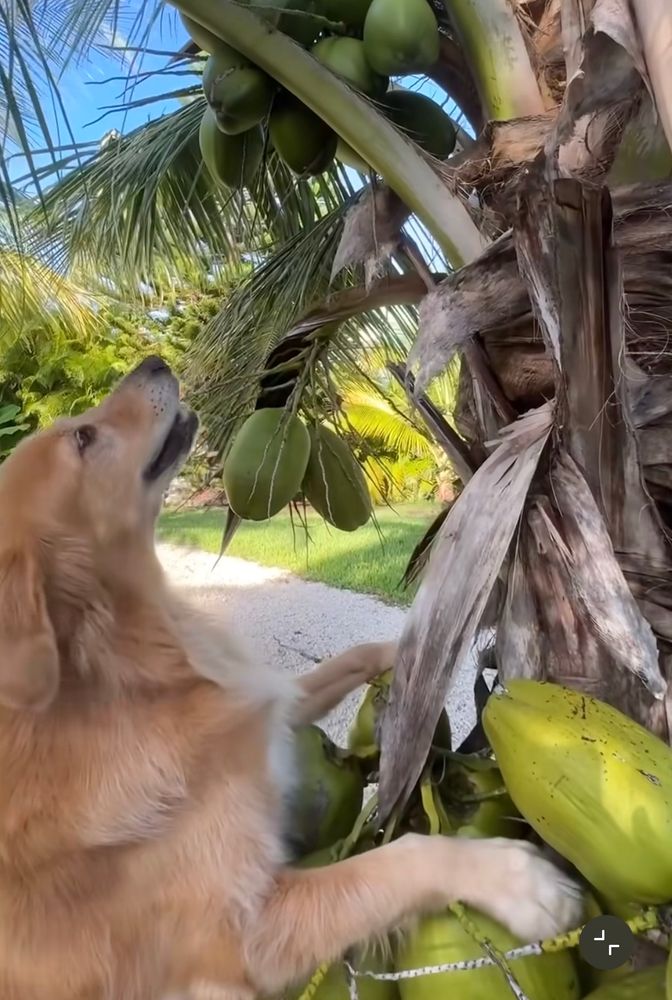 Guac smiles as he looks up at the coconut palm his front paws are on. Not pictured- the gecko or other interesting specimen he was chasing…
