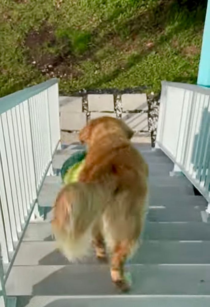 A rear view of Guac walking down the stairs towards the lawn with Avocad in his mouth, his tail swishing to the left. 