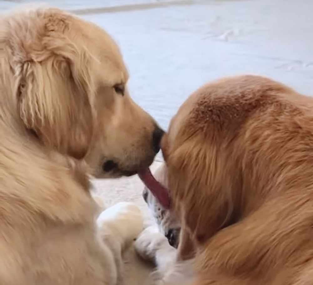 Nugget’s tongue looking long as she licks Guac’s face as they both lay on the floor.