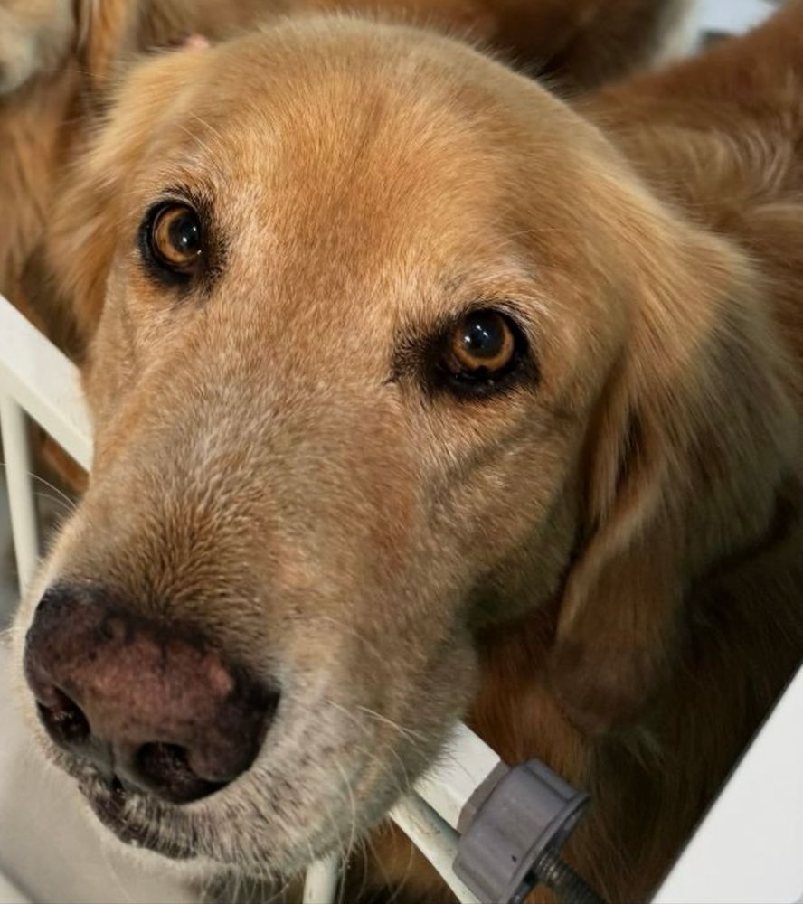 Guac stands with his head above the kitchen gate, looking into the camera.