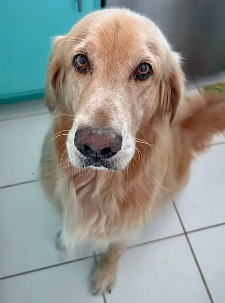 Guac sits in the kitchen, head turned up, soulful eyes looking up into the camera