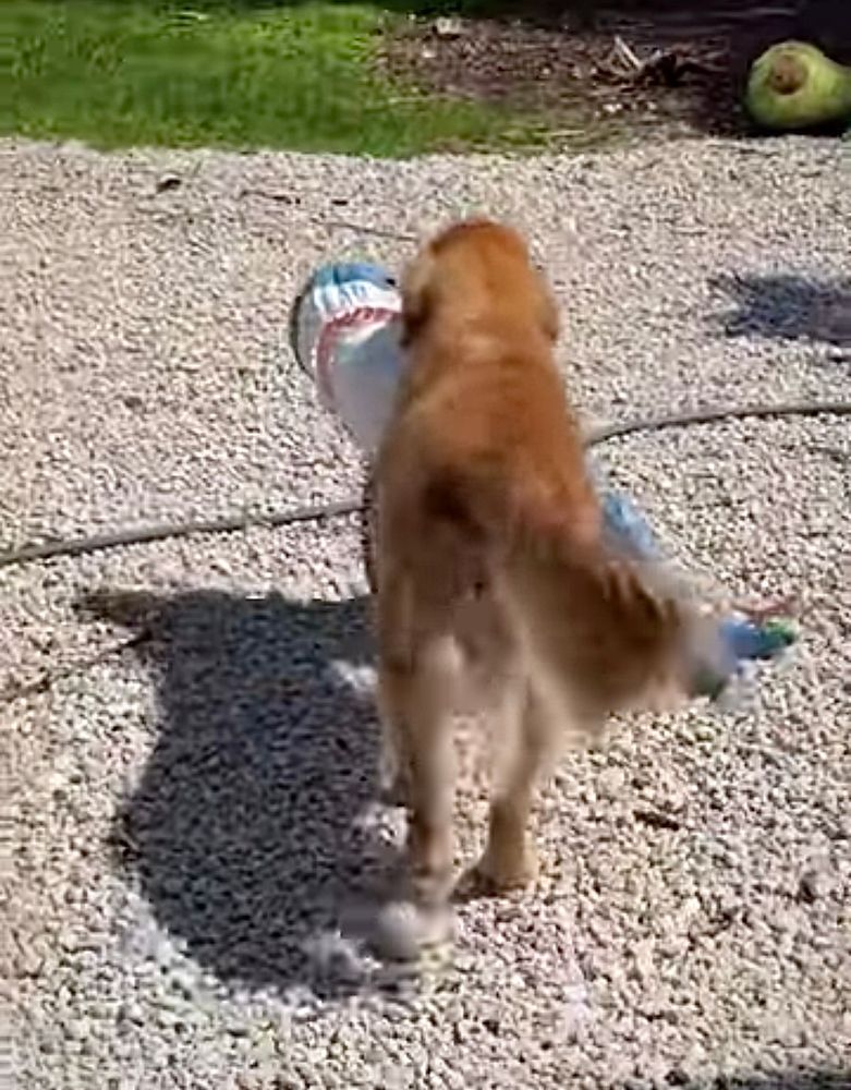 Guac walks away from the camera on the gravel with his Blåhaj in his mouth. 