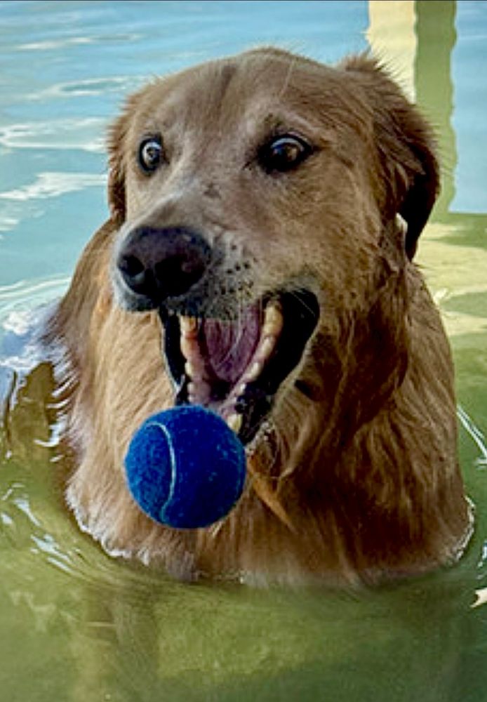Guac in the water under the dock, mouth wide open, eyes focused, trying to catch the blue BÖL heading towards him. 