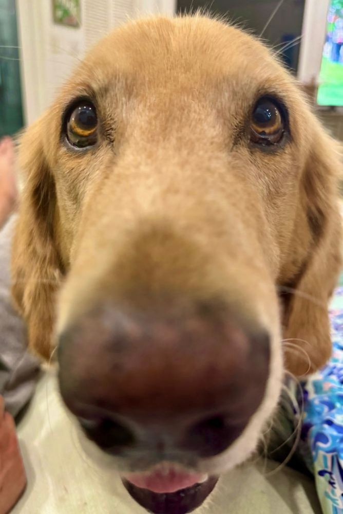 Guac smiling at the camera.  BOOP!