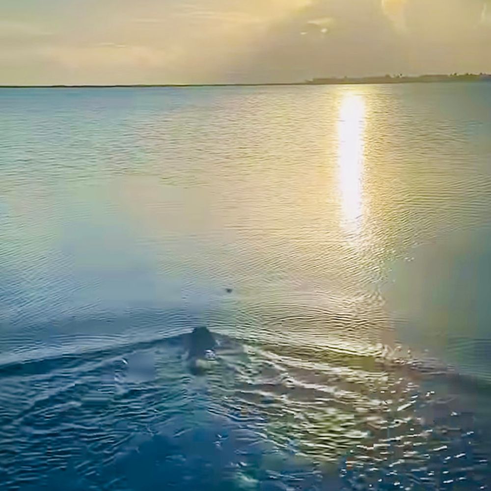 Guac swims toward the BÖL GR Mom threw. The water is blue, the sun setting and the water ripples as Guac swims through it.