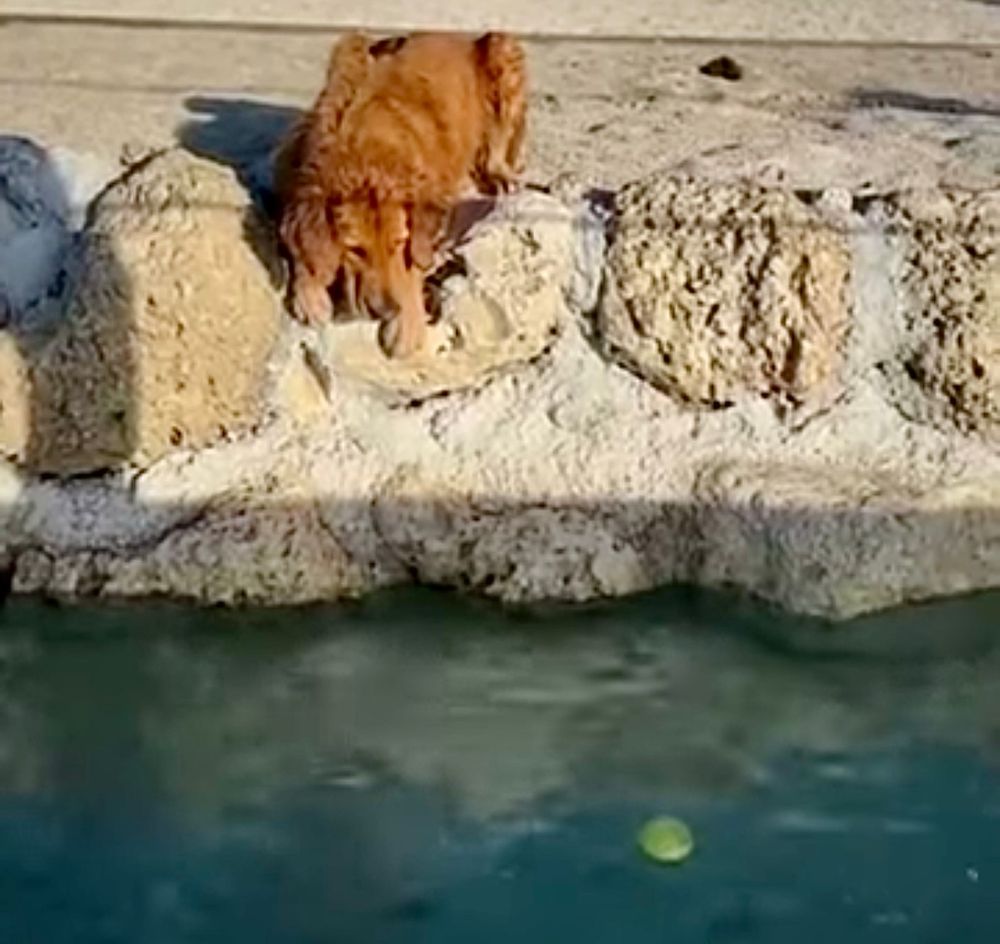 Guac lays on the rocks at the edge of the water, looking down at BÖL floating in the water.