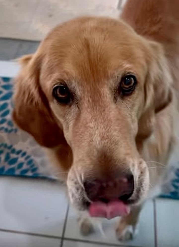Guac stands in the kitchen looking into the camera, his tongue licking his closed mouth.