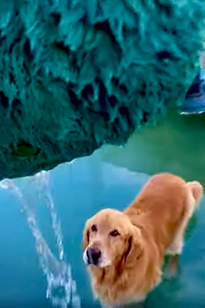 Guac stands in the blue green water looking up at Avocad, who was plucked from the water by GR Dad and is now dripping a wide stream of water back down into the sea.