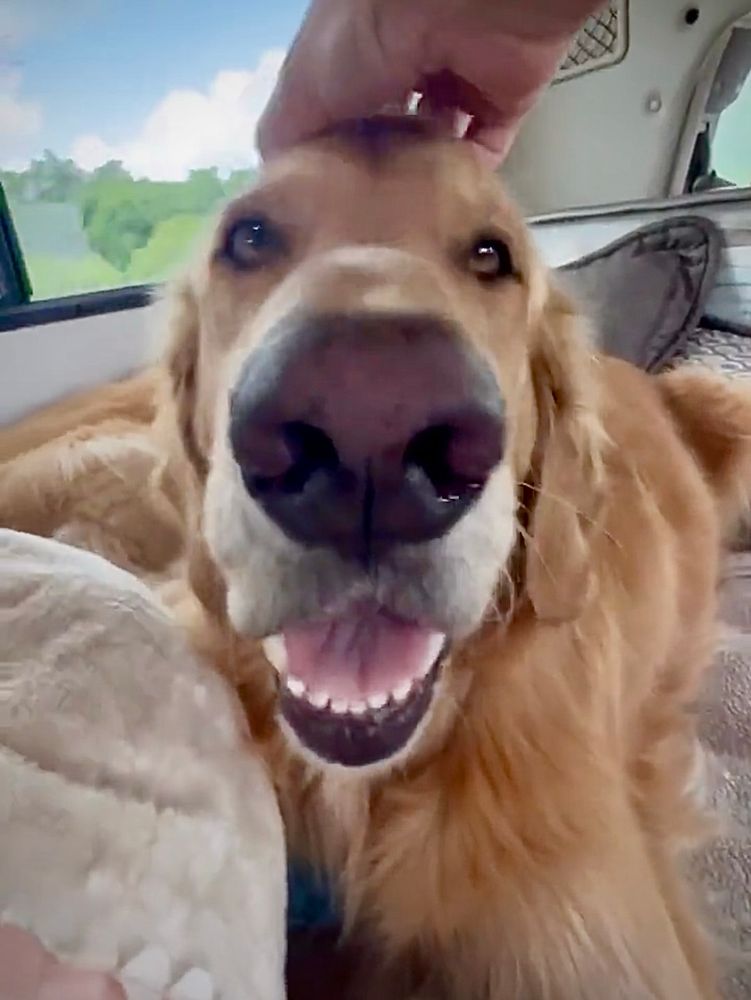 Guac lays on the bed with his stuffed shork in the GRV with a big happy grin on his face as he gets head scritches on top of his head. 