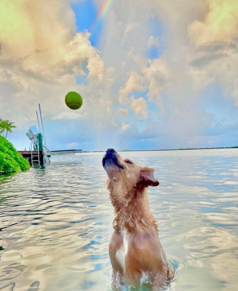 Guac leaping out of the water at a tennis BÖL in the air. Blue sky with white clouds and silver blue water.