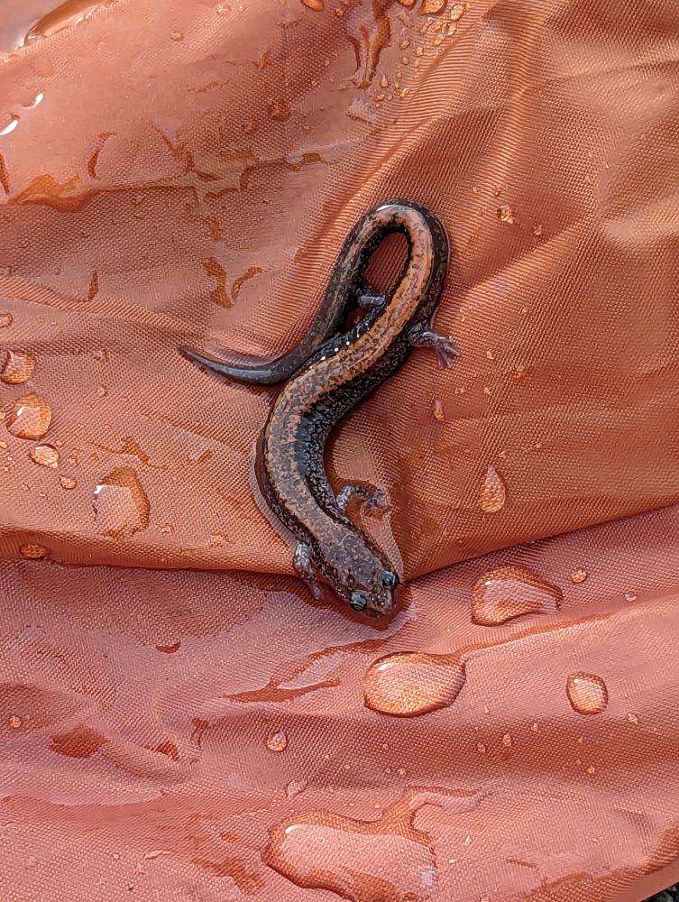 Red backed salamander on a wet canvas