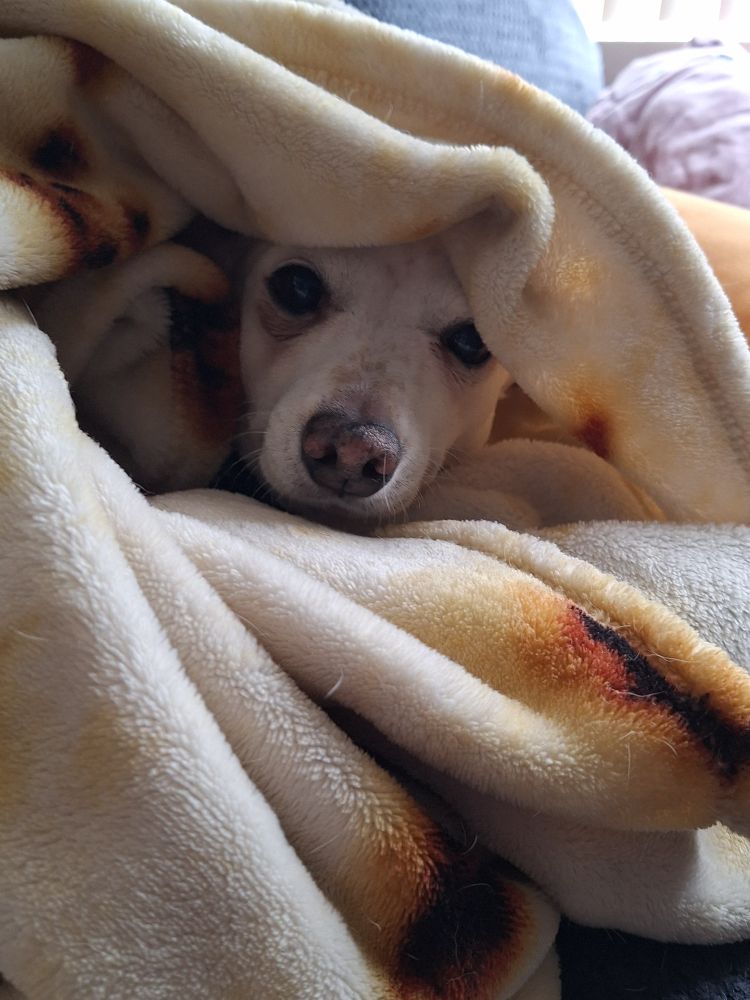Small white dog bundled in a tortilla blanket where the blanket is slightly lifted so you can see only her face.