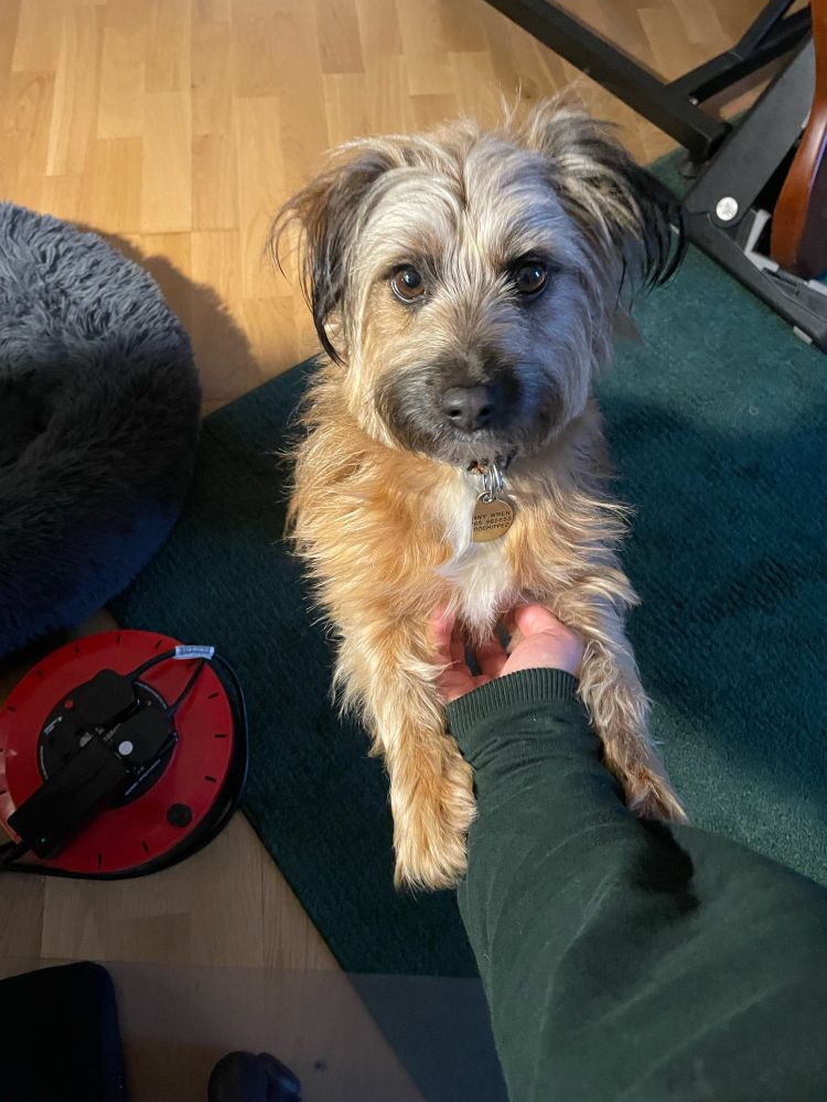 Photo of Jenny Wren, a border terrier / parson Russell terrier cross.